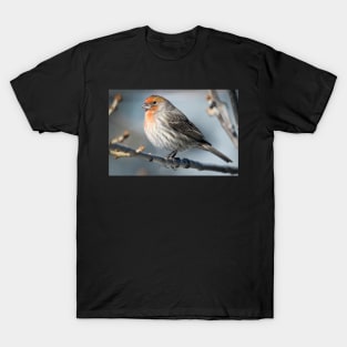 Finch in the cold T-Shirt